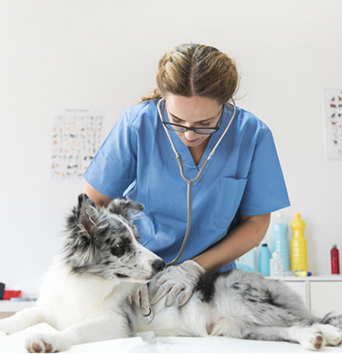 veterinaria revisando un perro